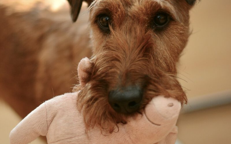 Hundespielzeug von Medpets